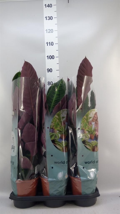 <h4>Calathea warscewiczii</h4>