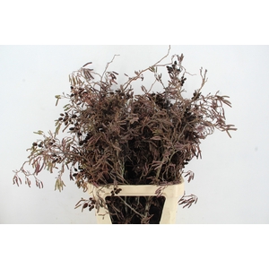 ELZENPROP PER BUNCH 100CM