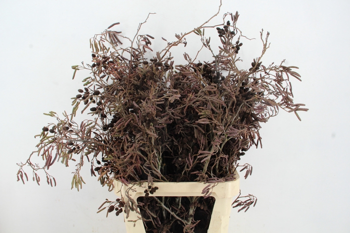 <h4>ELZENPROP PER BUNCH 100CM</h4>