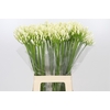 Agapanthus EYFORI White