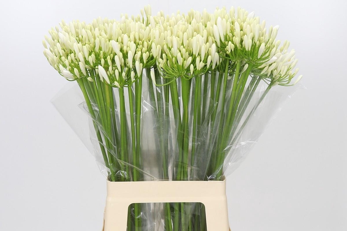 <h4>Agapanthus EYFORI White</h4>