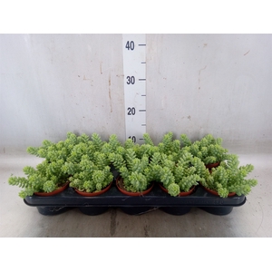 Sedum burrito