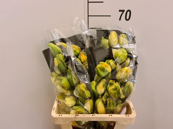 <h4>Papaver Unic Crema</h4>