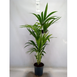 Howea forsteriana