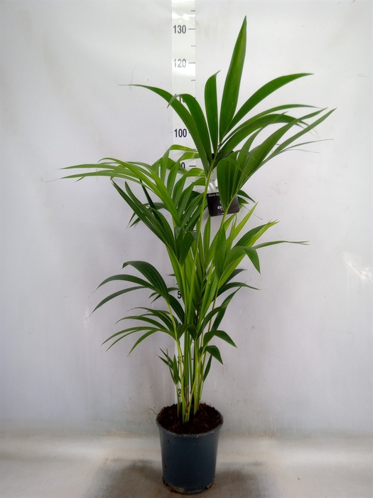 <h4>Howea forsteriana</h4>