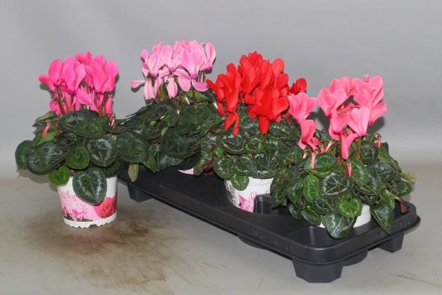 <h4>CYCL GR SUP XL</h4>