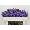 Aster Baby Blue