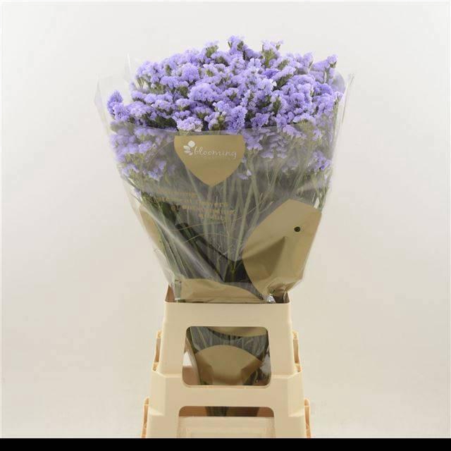 <h4>LIM S SKY WINGS</h4>