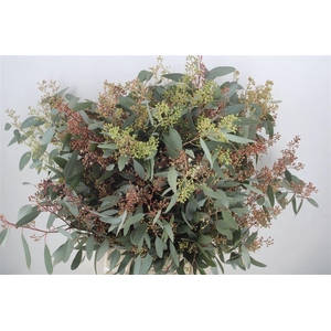 Euca Populus Berry 300gr P Bunch