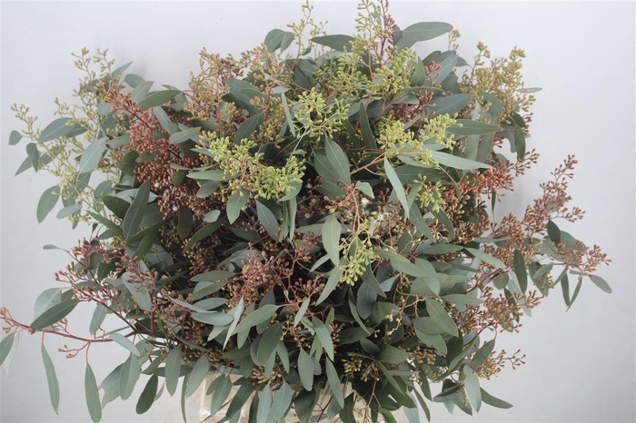 <h4>Euca Populus Berry 300gr P Bunch</h4>