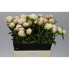 Paeonia M O Barrington