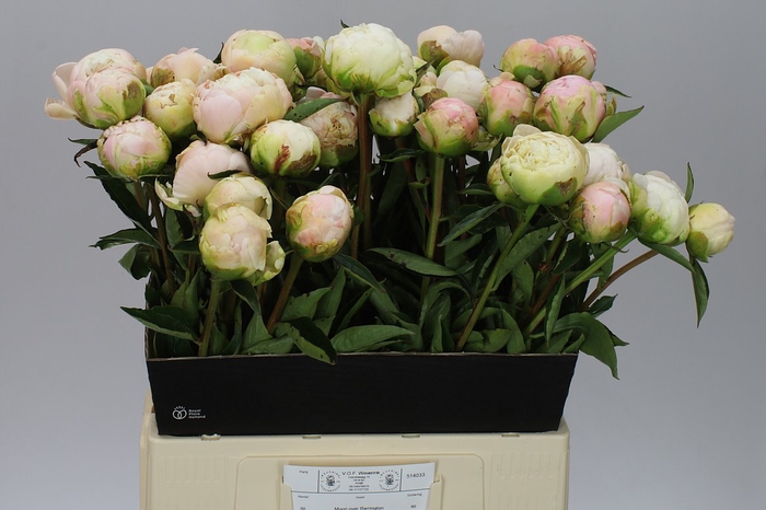 <h4>Paeonia M O Barrington</h4>