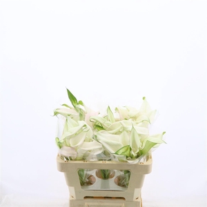 Calla Sweet Art | Dubbelbloemig