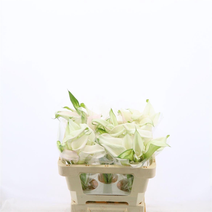 <h4>Calla Sweet Art | Dubbelbloemig</h4>