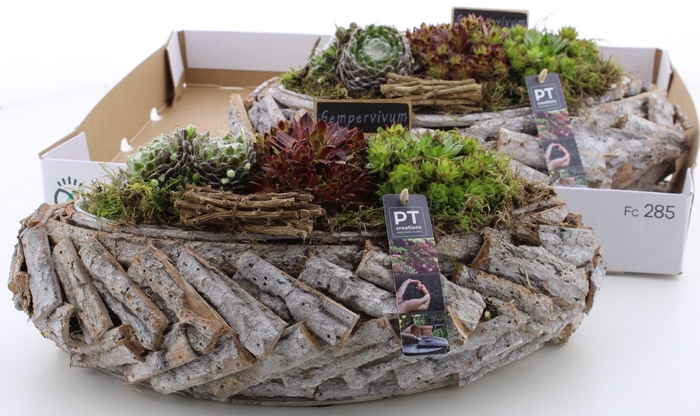 <h4>ARR SEMPERVIVUM</h4>