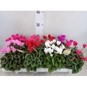 Cyclamen KL 'Veranda'