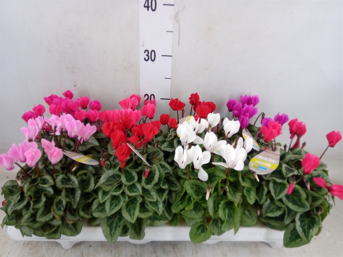 <h4>Cyclamen KL 'Veranda'</h4>