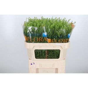 Lepidium Vir. Gwelo Green