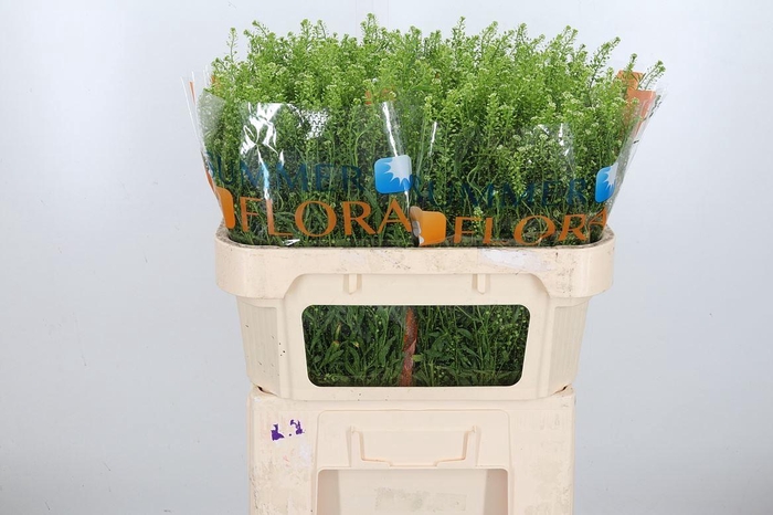 <h4>Lepidium Vir. Gwelo Green</h4>