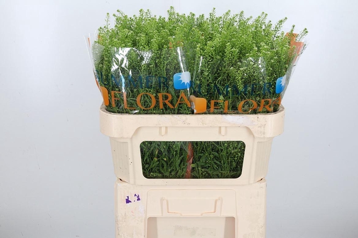 <h4>Lepidium Vir. Gwelo Green</h4>