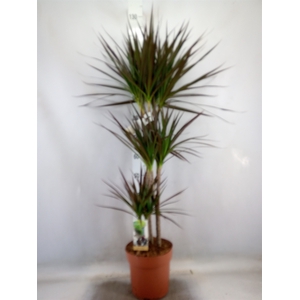 Dracaena marg. 'Magenta'