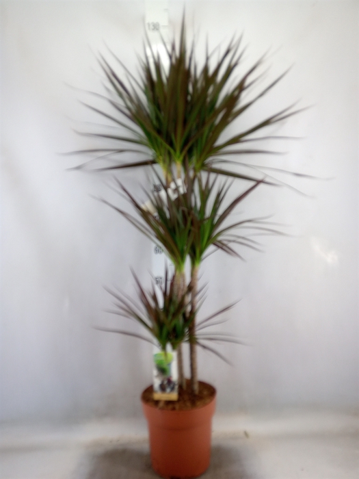 <h4>Dracaena marg. 'Magenta'</h4>