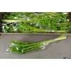 DF Dipsacus Li. Green Bs 130g