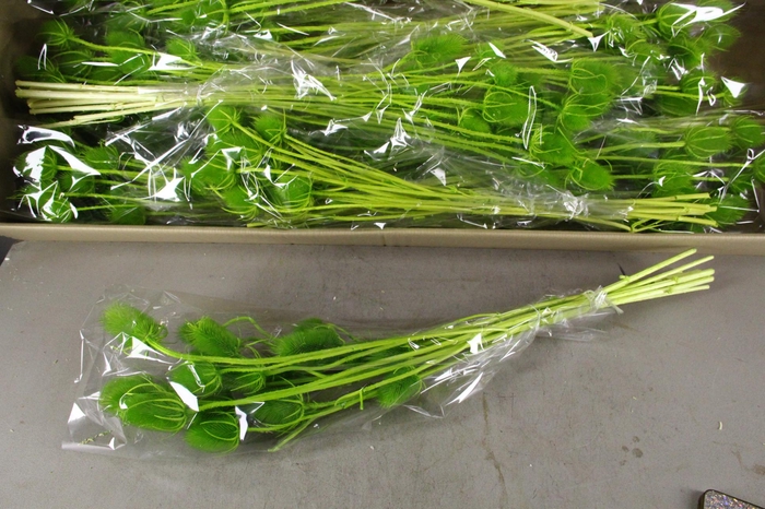 <h4>DF Dipsacus Li. Green Bs 130g</h4>