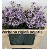 VERBENA RIGIDE POLARIS
