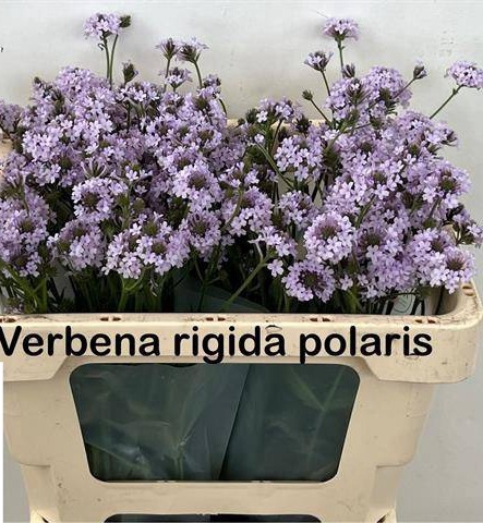 VERBENA RIGIDE POLARIS