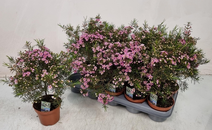 <h4>CHAMEL U OV</h4>