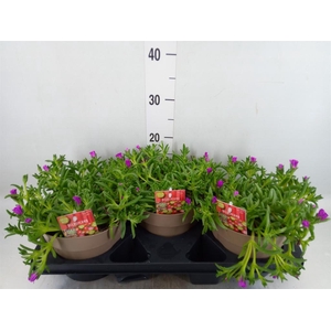 Delosperma coop. 'JewDesert'  ..mix