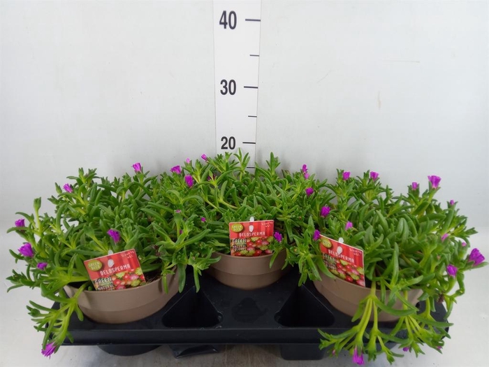 <h4>Delosperma coop. 'JewDesert'  ..mix</h4>