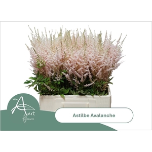 Astilbe Avalanche Light Pink
