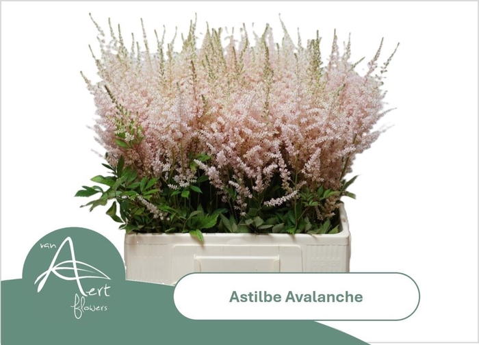 <h4>Astilbe Avalanche Light Pink</h4>