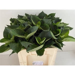 Hydr Macrophyll Blad