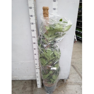 Philodendron pedatum