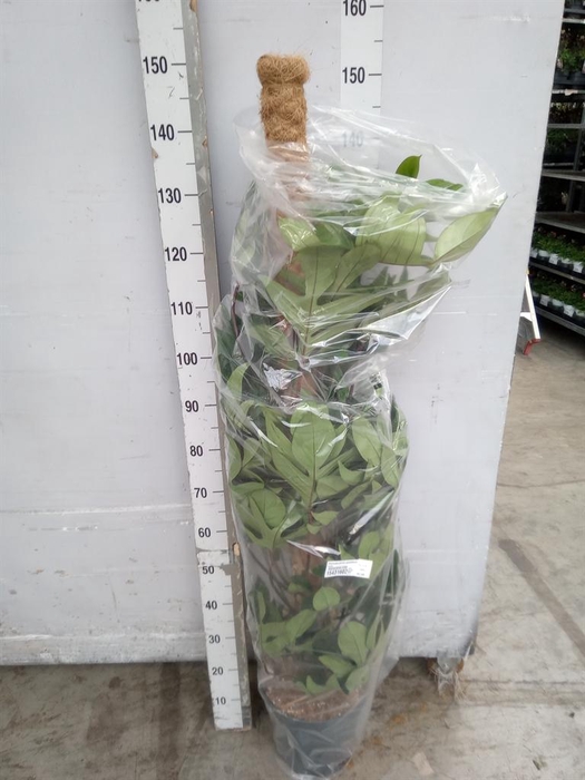 <h4>Philodendron pedatum</h4>