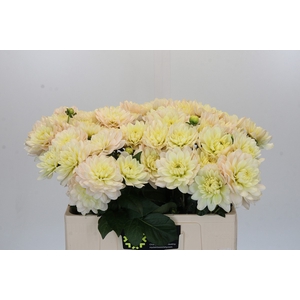 Dahlia Dianas Memory