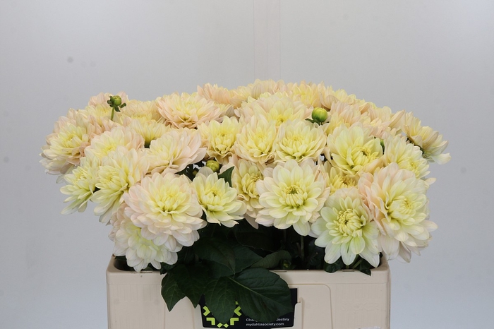 <h4>Dahlia Dianas Memory</h4>