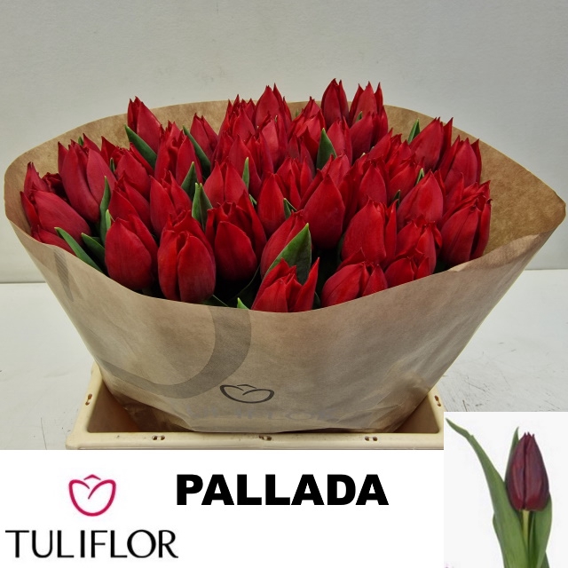 <h4>TU EN PALLADA</h4>