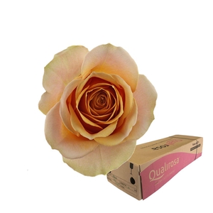 R Gr Golden Mustard -in box