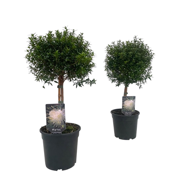 <h4>Myrtus communis "op stam"</h4>