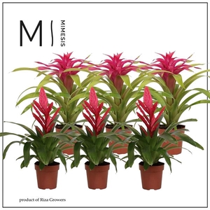 Bromelia variés