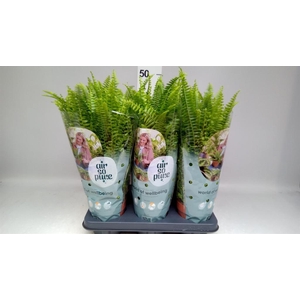 Nephrolepis exal. 'Green Lady'