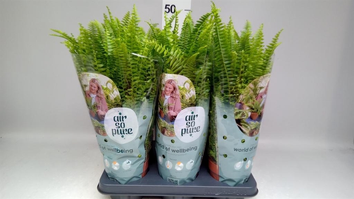 <h4>Nephrolepis exal. 'Green Lady'</h4>