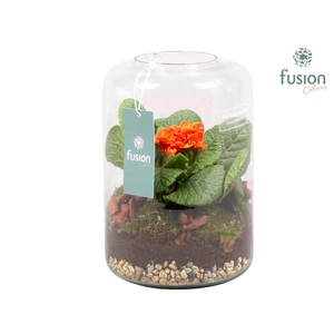 Green Bottle Isabella Small Voorjaar met Primula Acaulis