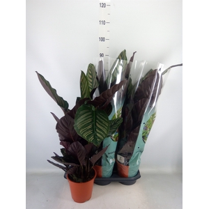 Calathea sanderiana