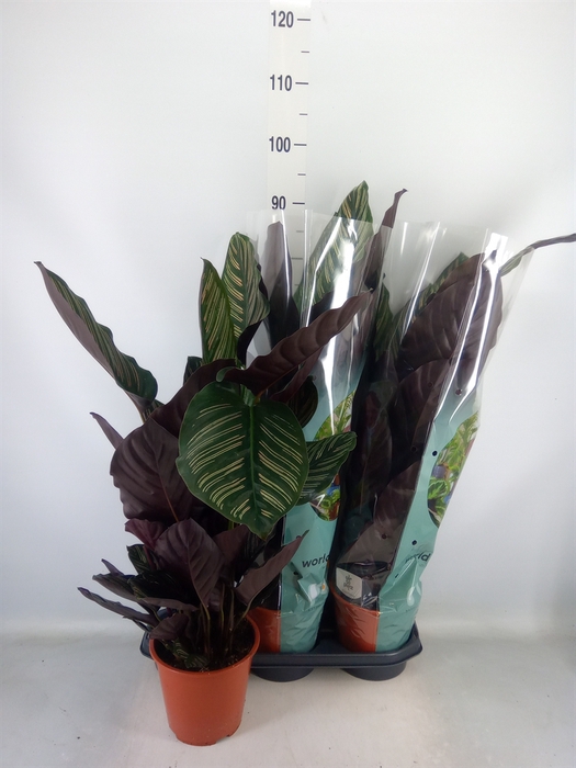 <h4>Calathea sanderiana</h4>