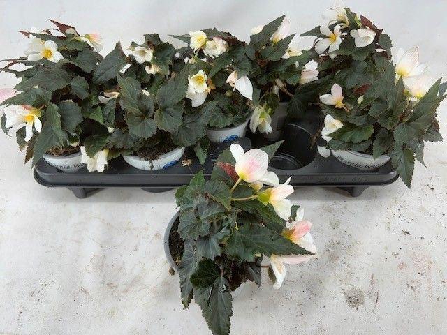 <h4>Begonia boliviensis Waterfall Dream</h4>